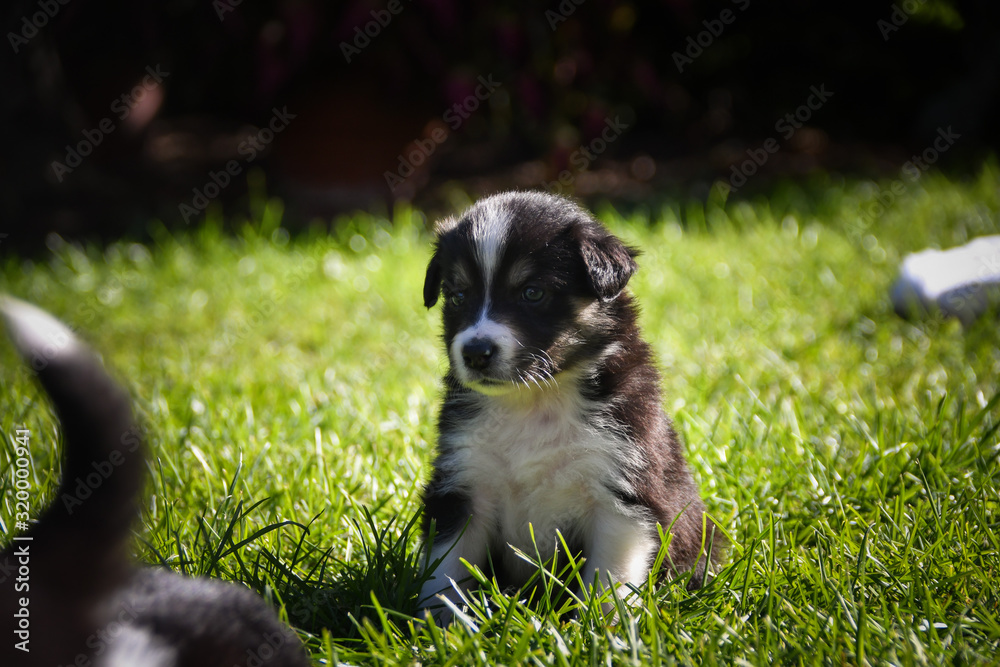 six week old border collie puppy. Tricolor teddybear amazing structure on his head.