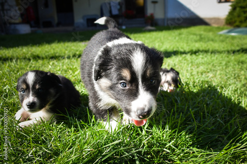 Puppies of border collie are playing together. They love this playing. After it they are tired.