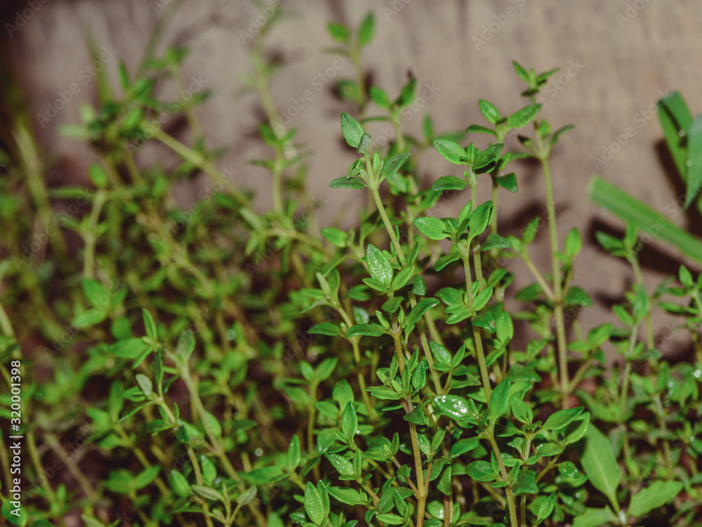 Thyme, mother-of-thyme, Thymian growing in the garden Thyme, mother-of-thyme, Thymian growing in the garden