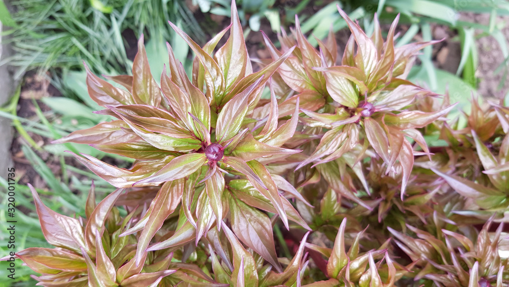 Top view of luxuriant foliage of peony bush with small red flower buds. Fresh green purple leaves background. Natural textures of plants in springtime. Top view of luxuriant foliage of peony bush with small red flower buds. Fresh green purple leaves background. Natural textures of plants in springtime.