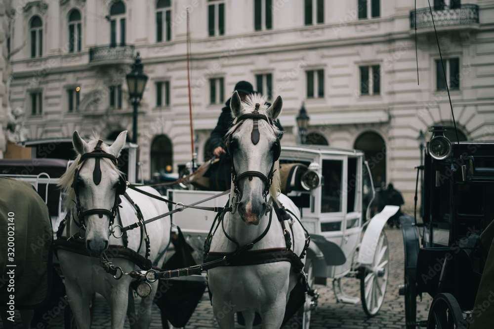 Obraz premium WHITE HORSE CARRIAGE VIENNA AUSTRIA EUROPE