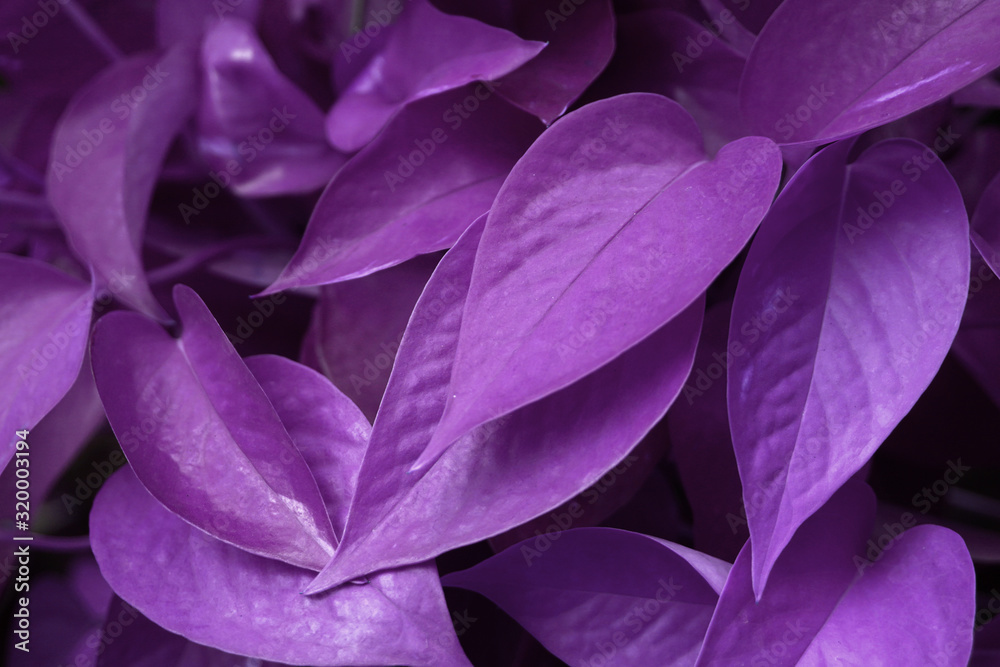 Dark Purple Violet nature of Devil’s ivy, Golden pothos, Hunter’s-robe or Epipremnum aureum green leaf of tropical plants abstract background - Tropical leaf backdrop and beautiful detail Dark Purple Violet nature of Devil’s ivy, Golden pothos, Hunter’s-robe or Epipremnum aureum green leaf of tropical plants abstract background - Tropical leaf backdrop and beautiful detail
