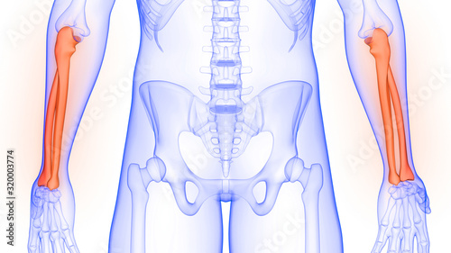 Radius and Ulna Bone Joints of Human Skeleton System Anatomy 3D Rendering