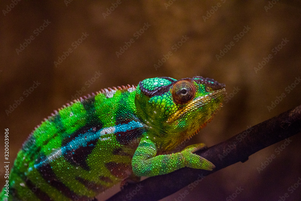 Fototapeta premium zielony Chameleon On The Branch