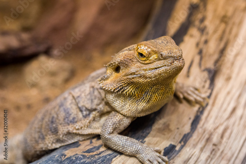 Bearded Dragon Chameleon Lizard In A Desert