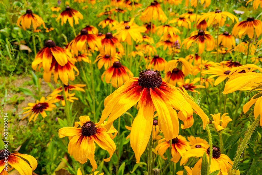 black eyed susan flowers in garden. Nature. Spring. black eyed susan flowers in garden. Nature. Spring.
