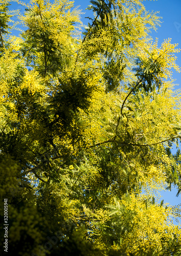 blühender mimosenbaum, gelb leuchtend 