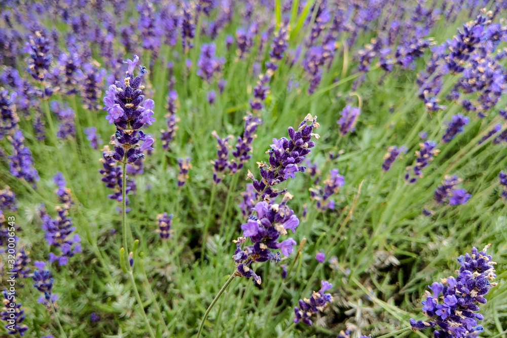 Obraz premium Closeup image of violet lavender flowers in the field in sunny day.