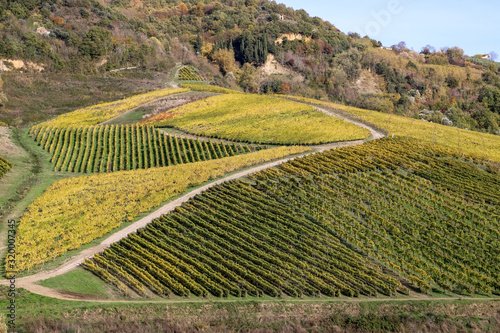 a beautiful vineyard of Greco di Tufo wine, an excellent Italian white wine DOCG