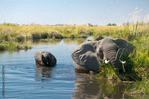 A mother elephant with her child enjoy the fresh water of the okovango river delta in the morning photo