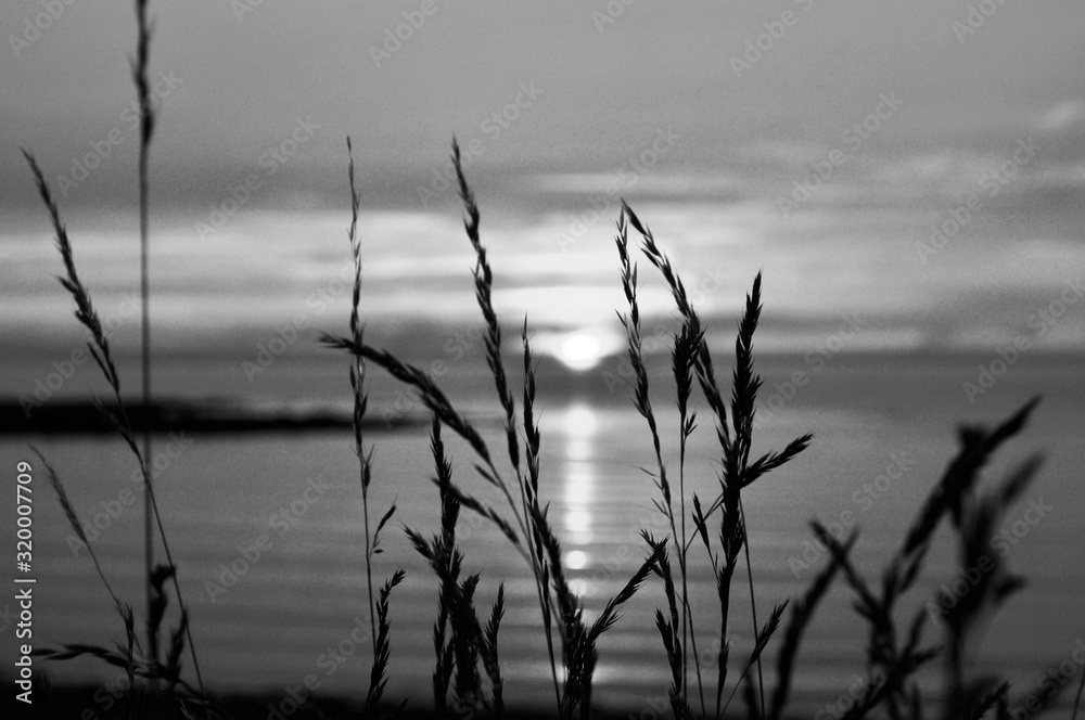 Obraz premium Reed in front of the sunset on the beach. Monochrome picture, taken on the swedish shore