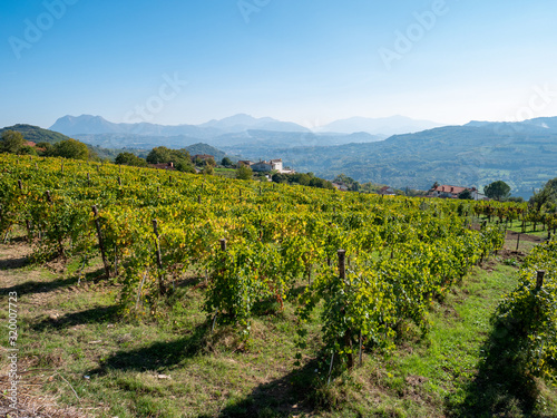 a beautiful vineyard of Greco di Tufo wine, an excellent Italian white wine DOCG
