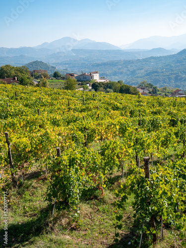 a beautiful vineyard of Greco di Tufo wine, an excellent Italian white wine DOCG