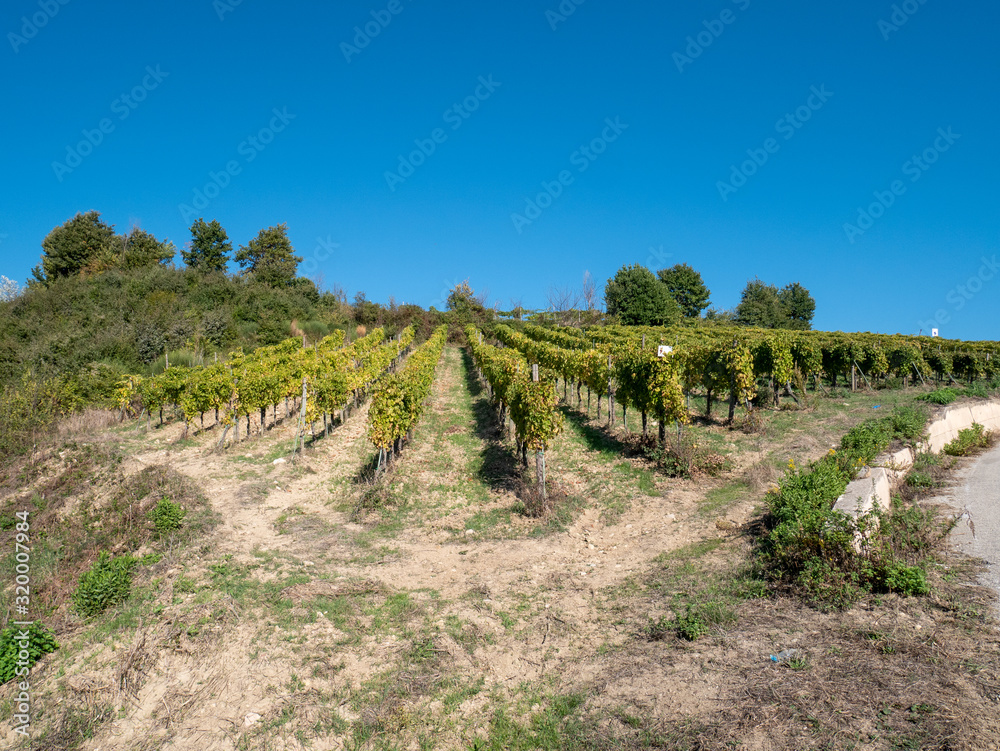 a beautiful vineyard of Greco di Tufo wine, an excellent Italian white wine DOCG
