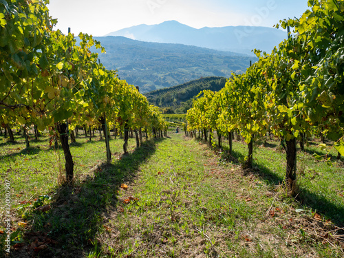 a beautiful vineyard of Greco di Tufo wine, an excellent Italian white wine DOCG