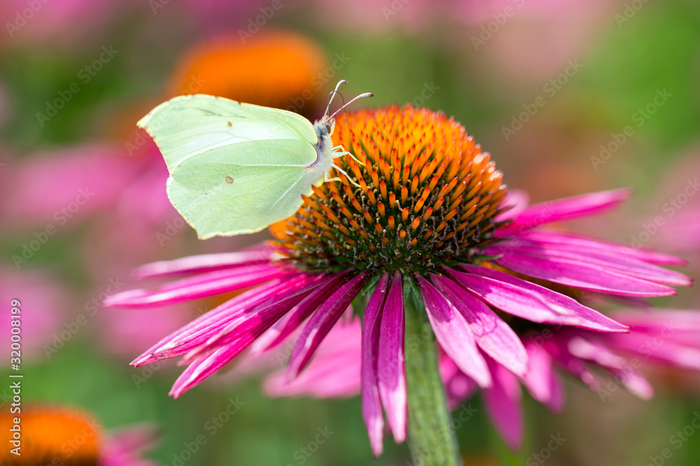 Common brimstone butterfly on Purple Cone Flower Common brimstone butterfly on Purple Cone Flower