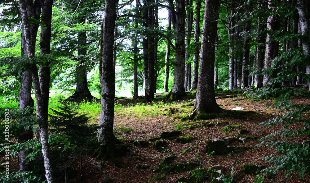 walking in the forest