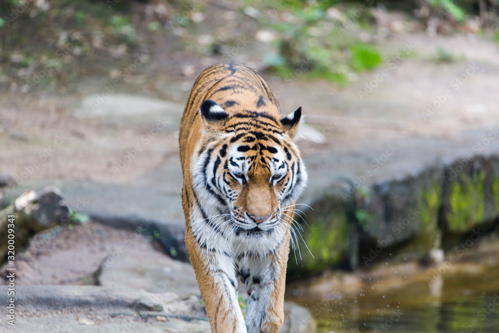 Fototapeta premium Close Up Tiger In Jungle The Danger Animal.