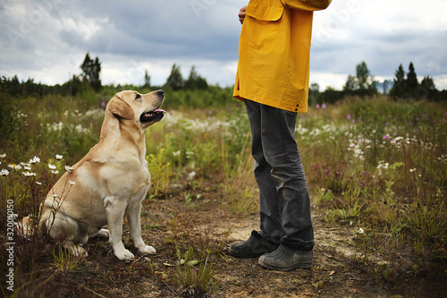 Canvas-taulu Obedient friendly dog looking at owner in field