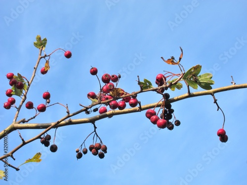 Hawthorn fruits in Brittany photo