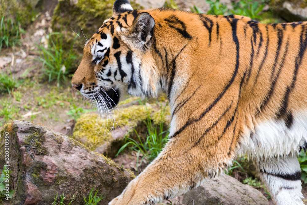 Close Up Tiger In Jungle The Danger Animal. Close Up Tiger In Jungle The Danger Animal.
