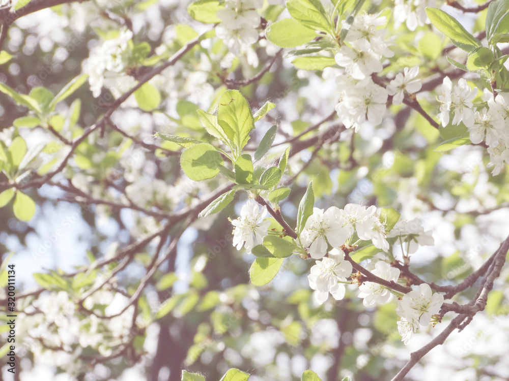 spring background of flowering tree and leaves spring background of flowering tree and leaves