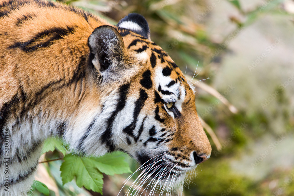 Obraz premium Close Up Tiger In Jungle The Danger Animal.