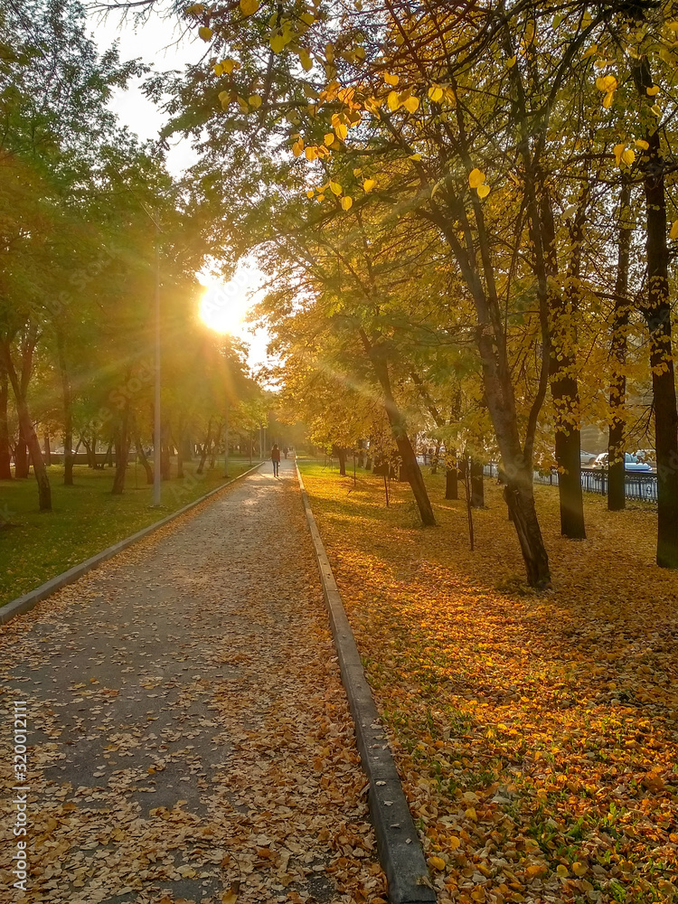 Autumn sun shines brightly on an alley in a park with yellow fallen leaves. Warm weather in the Indian summer