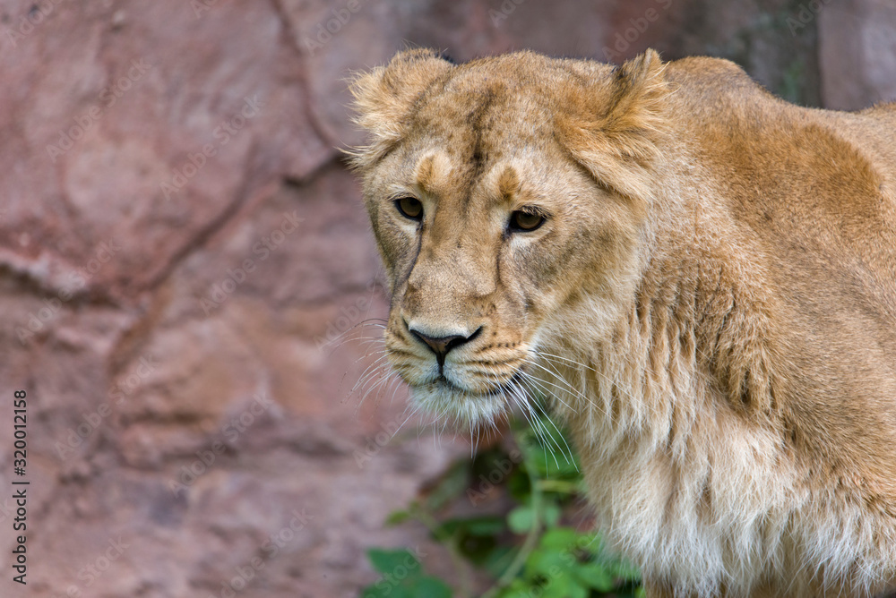 Female Lion, Panthera Leo, Lionesse Portrait, Female Lion, Panthera Leo, Lionesse Portrait,