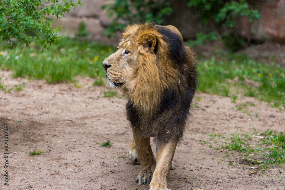 Close Lion from National Park Of Kenya, Africa Close Lion from National Park Of Kenya, Africa
