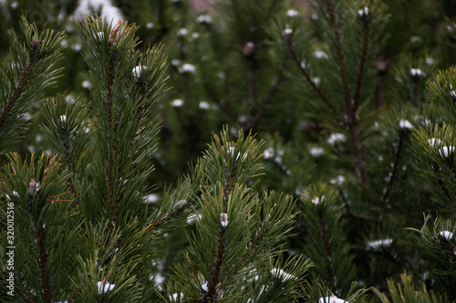 green fir tree branch with snow