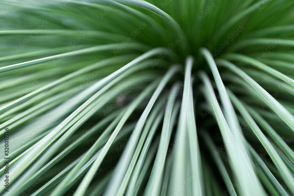 Fototapeta premium Detailaufnahme einer Pflanze im Botanischen Garten