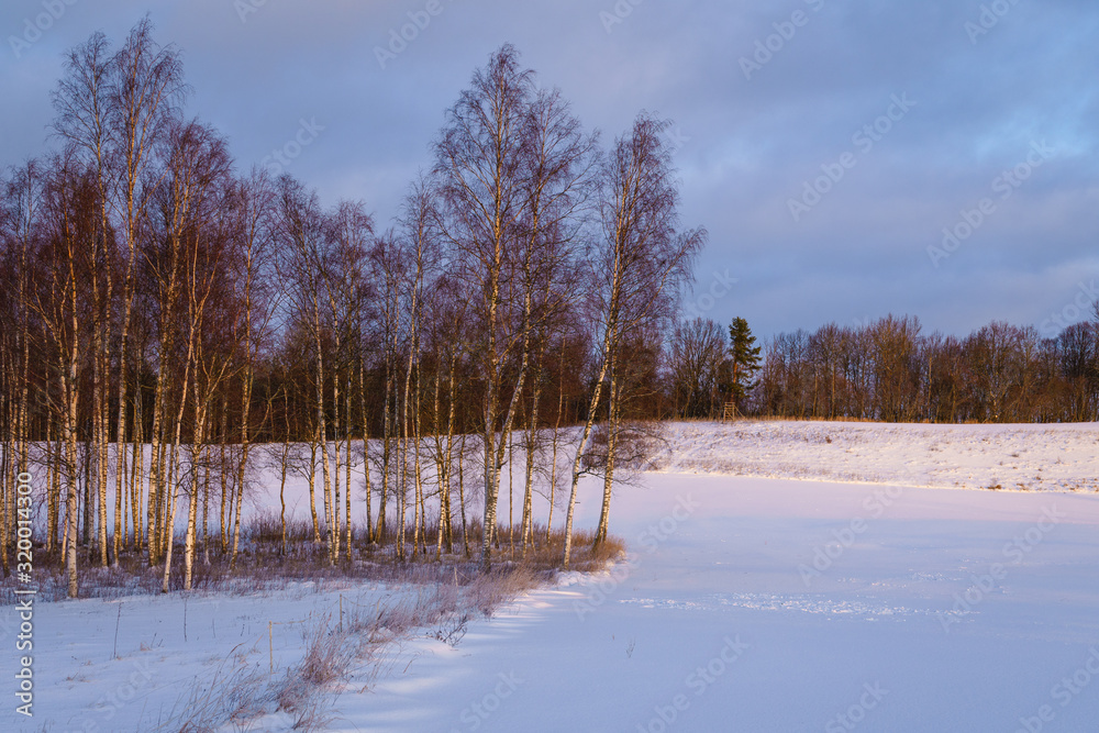 Winter morning, fields covered with snow, sunlit birch grove and forest in the distance Winter morning, fields covered with snow, sunlit birch grove and forest in the distance