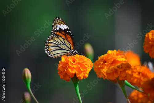 Beautiful butterfly on marigold flower in the garden © Sahil Ghosh