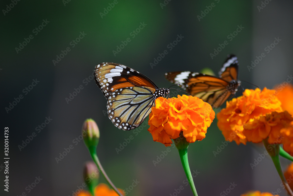 Obraz premium Beautiful butterfly on marigold flower in the garden