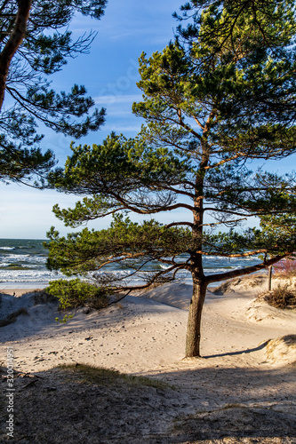 Fototapeta Naklejka Na Ścianę i Meble -  sea view with sand dune and lonely tree