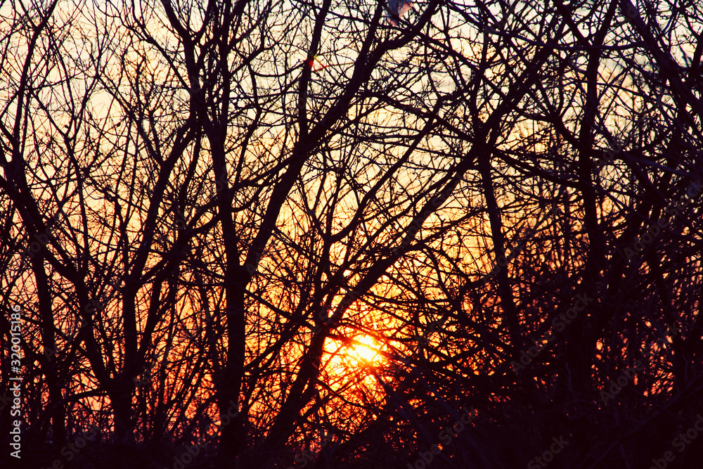 sunset through the tree branches. sunset through the tree branches.