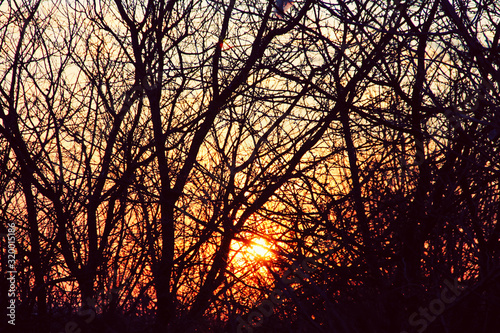  sunset through the tree branches. © Mariia