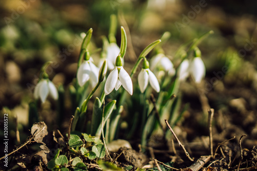 Early flowering Snowdrops (Galanthus Amaryllidaceae)