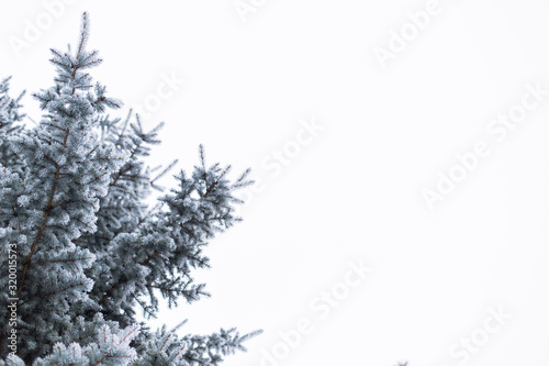 Frozen branches of blue spruce background evergreen macro close-up. Texture pine hoarfrost snow winter forest. Snowstorm cold weather January February. Copy space for text.