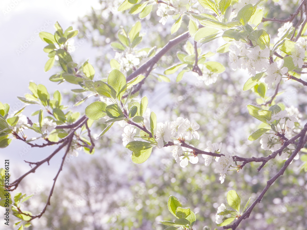 spring background of flowering tree and leaves