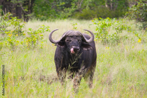 Wild African Adult Buffalo showing tongue