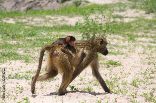 Monkey mom and baby walking