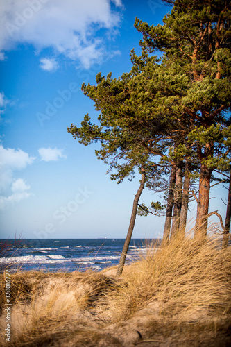 Fototapeta Naklejka Na Ścianę i Meble -  sea view with sand dune and lonely tree
