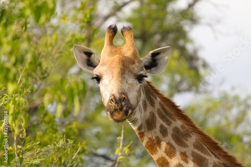 Cute Giraffe in a close-up © Linda