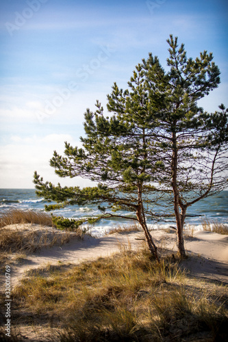 sea view with sand dune and lonely tree © Aldas