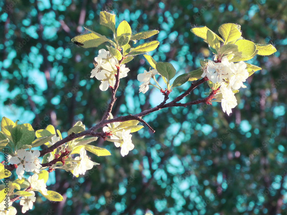 spring background of flowering tree and leaves spring background of flowering tree and leaves