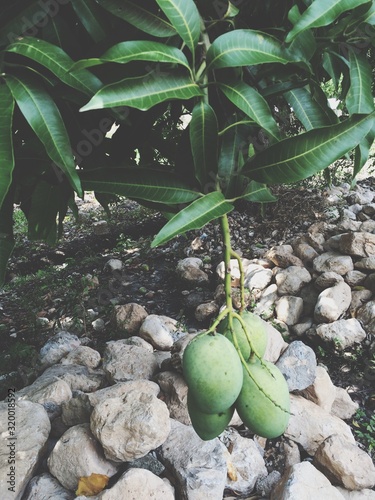 Papier peint Close-Up Of Mangoes Growing On Tree
