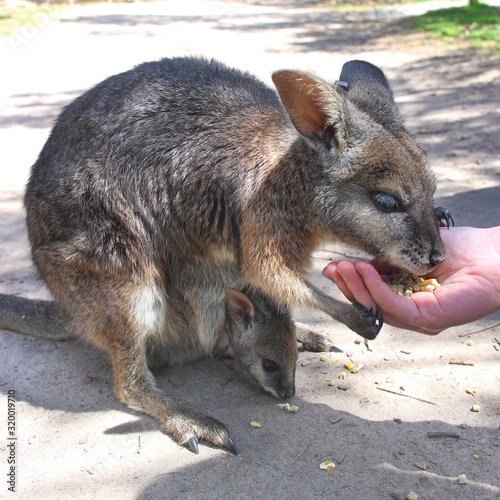 Feeding wallaby and her little baby