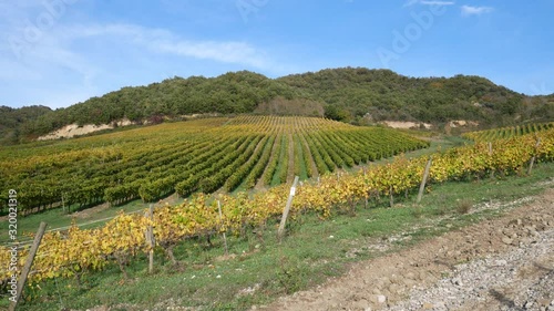 a beautiful vineyard of Greco di Tufo wine, an excellent Italian white wine DOCG, Avellino, Benevento, Campania, Italy, Europe